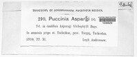 Puccinia asparagi image